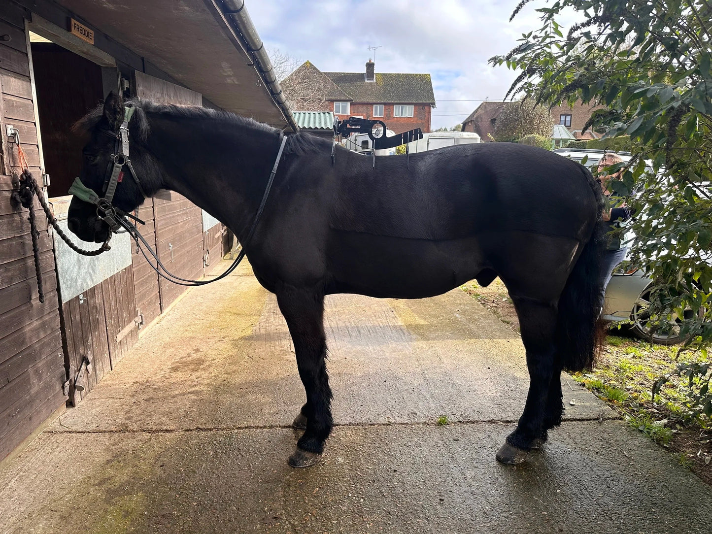 REMOVE THE GUESSWORK – The Only Gauge That Predicts Your Horse‘s Girthing Needs