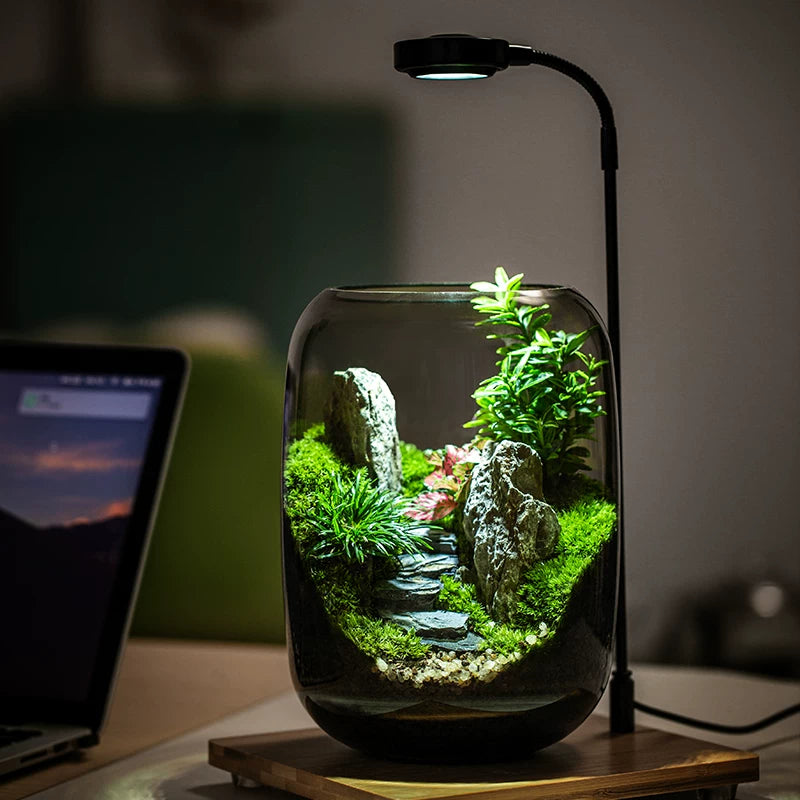 LIVING MOSS TERRARIUM – A Miniature Forest for Your Desk