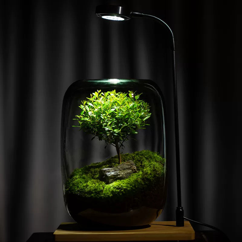 LIVING MOSS TERRARIUM – A Miniature Forest for Your Desk