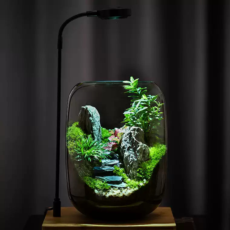 LIVING MOSS TERRARIUM – A Miniature Forest for Your Desk